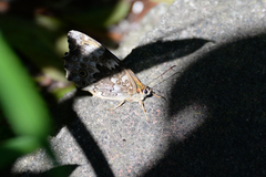 Neope goschkevitschii