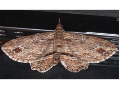 Chloroclystis filata