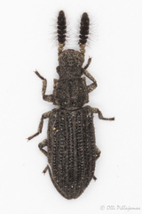 Orthocerus clavicornis