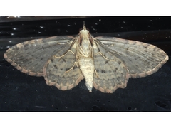 Chloroclystis filata