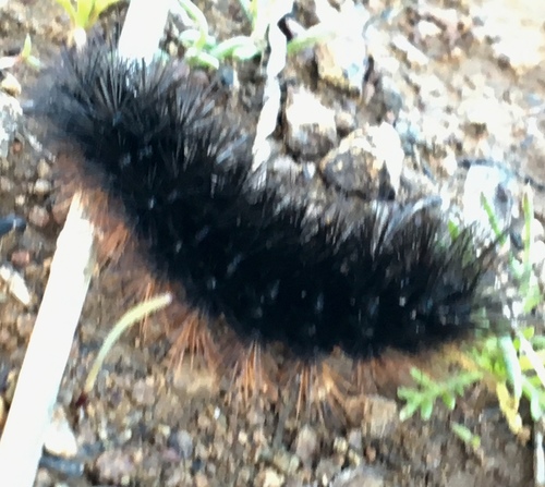 iNaturalist observation photo of Tiger Moths