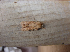 Ichneutica mollis