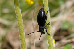 Dorcadion fuliginator