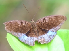 Tanaecia godartii