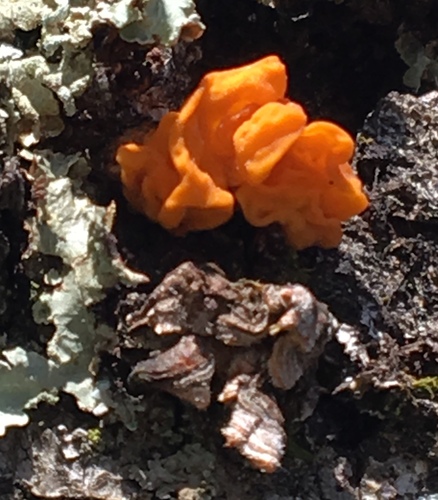 iNaturalist observation photo of golden ear