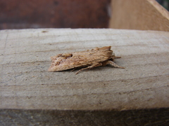 Ichneutica mollis