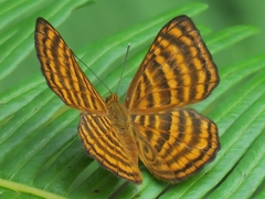 Zemeros emesoides