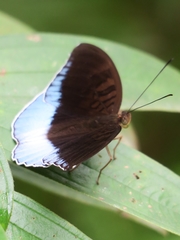 Tanaecia iapis
