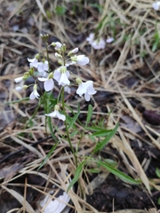 Cardamine trifida