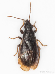 Philomyrmex insignis