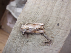 Ichneutica mollis
