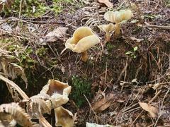 Tricholoma viridiolivaceum