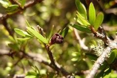 Pittosporum divaricatum