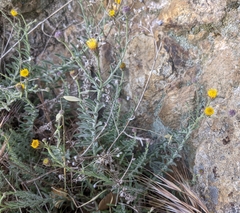 Erigeron petrophilus