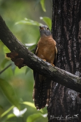 Cacomantis variolosus sepulcralis