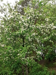 Chamaecytisus prolifer