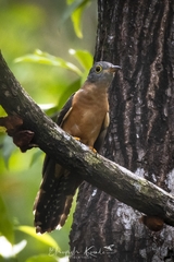 Cacomantis variolosus sepulcralis