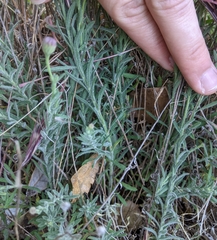 Erigeron petrophilus