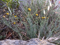 Erigeron petrophilus