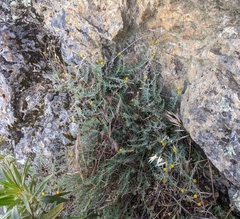 Erigeron petrophilus