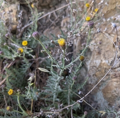 Erigeron petrophilus