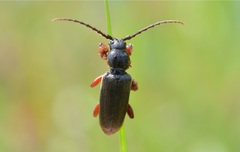 Tetropium castaneum