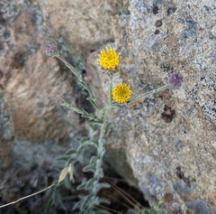 Erigeron petrophilus