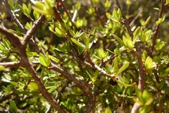 Pittosporum divaricatum