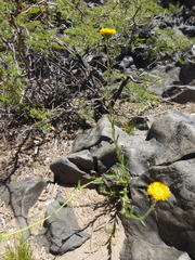 Hysterionica jasionoides