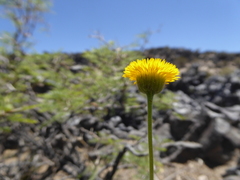 Hysterionica jasionoides