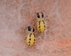Mopsolodes australensis