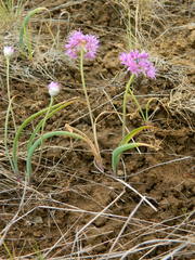 Allium columbianum