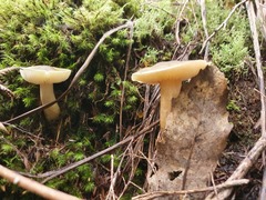 Tricholoma viridiolivaceum