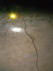 Boiga cynodon