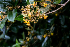 Anastrabe integerrima