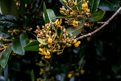 Anastrabe integerrima