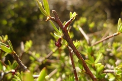 Pittosporum divaricatum