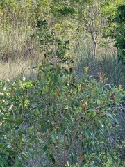 Stillingia sylvatica