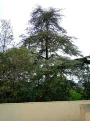 Cedrus
