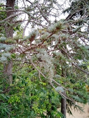 Cedrus