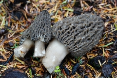 Morchella tomentosa