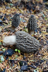 Morchella tomentosa