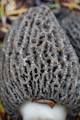 Morchella tomentosa