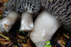 Morchella tomentosa