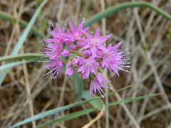 Allium columbianum