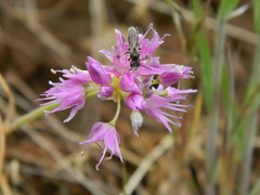 Allium columbianum