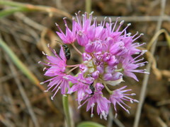 Allium columbianum