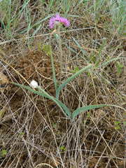 Allium columbianum