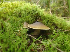 Tricholoma viridiolivaceum