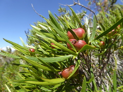 Colliguaja integerrima